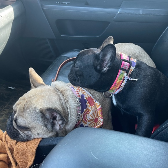 Meet your Posher, Tessa - Picture 4 of 11